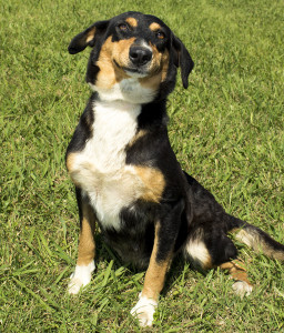 Our newest rescue Molly. How could you resist that cute SMILE! 