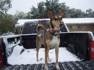 Our beautiful Treasure in the rare Texas snow. 