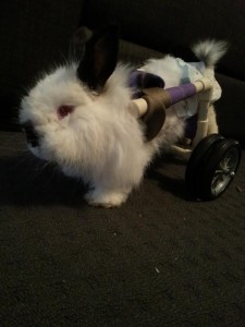 Tiny bunny on wheels!