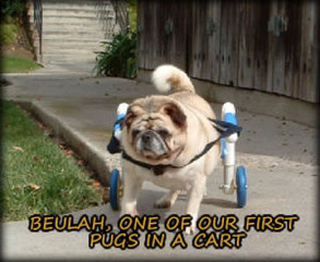 Beulah the Pug