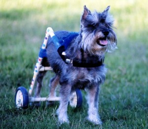 Mary, our happy girl in her cart.