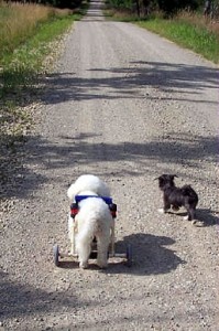 Raggs and his companion and guardian, Bitzie! Two country dogs out for a walk. 