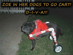 DIVA Zoe in her blinged out cart!