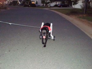Sierra on her nightly 1/2 mile walk.