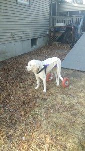 Big dogs do well in our wheels also.  Buster trying out his new cart.  