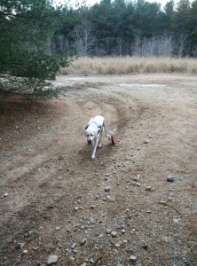 Buster hiking.  His walking model helped him become more mobile.  He has arthritic hips.  He has his freedom back!  WOOHOO!