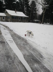 Buster in the snow.  He is a pro now!