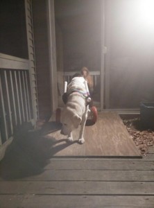 Daddy built Buster a ramp for his wheelchair.  He learned fast!