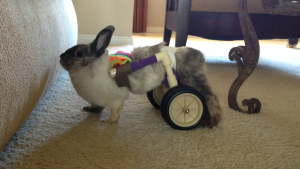 This is Charles in his cart (bunny in measurement photo). It is a perfect fit. Use this photo to guide you with your rabbit's measurements.