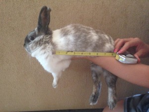 Best way to measure #4 on your bunny. BACK of FRONT leg to FRONT of REAR leg.