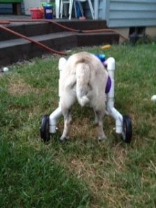 Lola enjoying a backyard sniff in her walking cart. We love PUGS!
