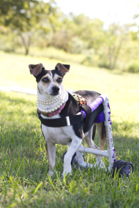 Our own Nike in her blinged out cart. She is a superstar!