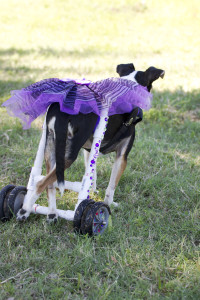 Nike with her tutu on! She loves to be pretty!