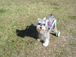 Max enjoying the sunshine.