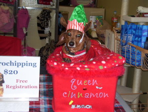 Our Cinnamon. A Doxie we rescued who cannot walk at all due to severe limb deformities. She accompanies us to festivals to demonstrate how amazing a disabled pet can be! She loves the attention (but not the hat, obviously-HEE HEE!)