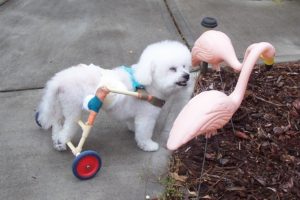 Raggs playing with the flamingos!