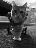 Scooter loving his life on wheels. He got his first cart when he was only 5 months old. He is now an adult cat and an expert at using his wheels.