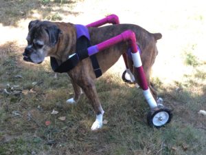 Piper enjoying a day in the shade. She loves her cart.